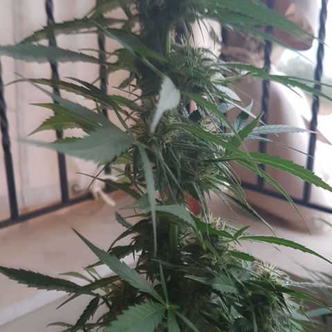 Ymir growlog timeline photo