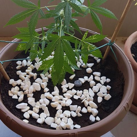 Beirut growlog timeline photo