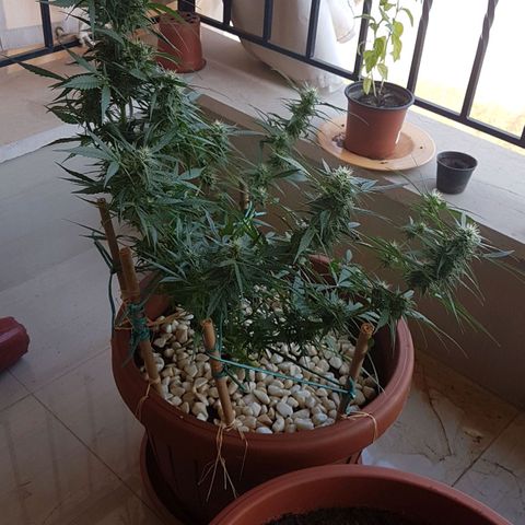 Ymir growlog timeline photo