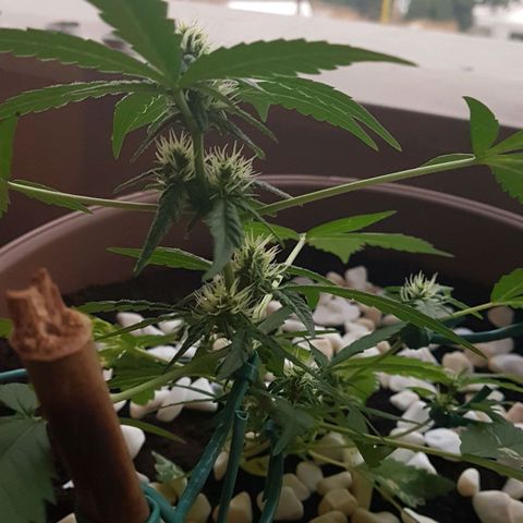 Beirut growlog timeline photo