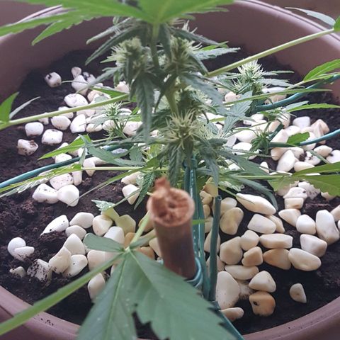 Beirut growlog timeline photo