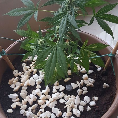 Beirut growlog timeline photo