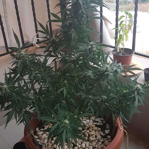 Ymir growlog timeline photo