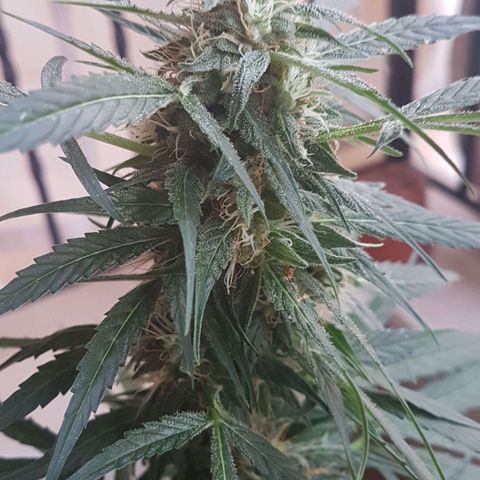 Ymir growlog timeline photo