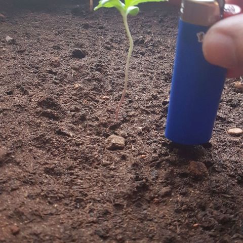 Tiny Tempa growlog timeline photo