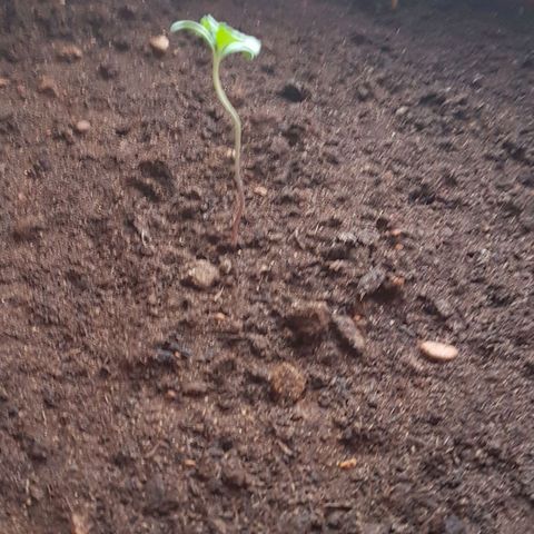 Tiny Tempa growlog timeline photo