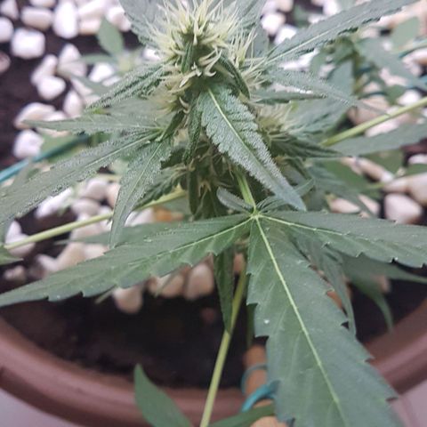 Beirut growlog timeline photo