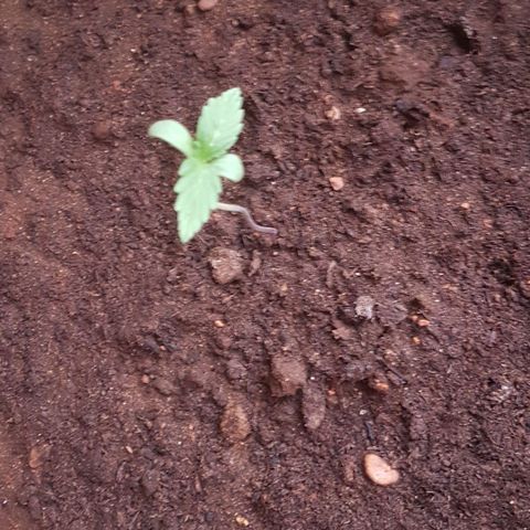 Tiny Tempa growlog timeline photo