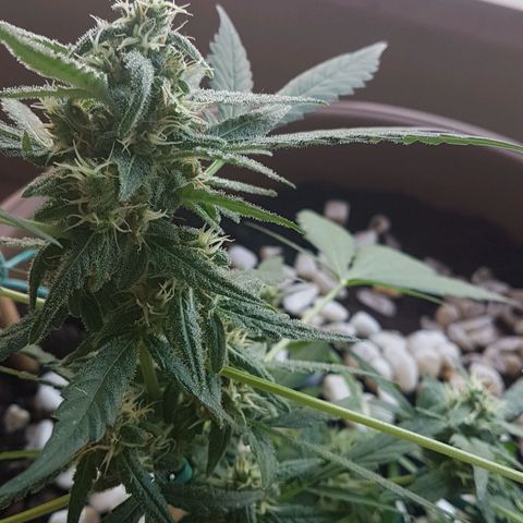 Beirut growlog timeline photo