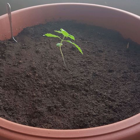 Tiny Tempa growlog timeline photo