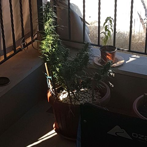 Ymir growlog timeline photo