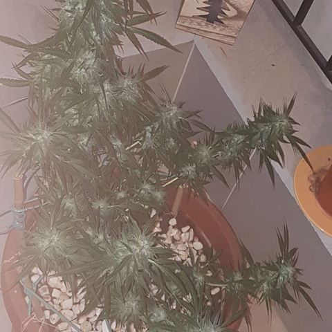 Ymir growlog timeline photo