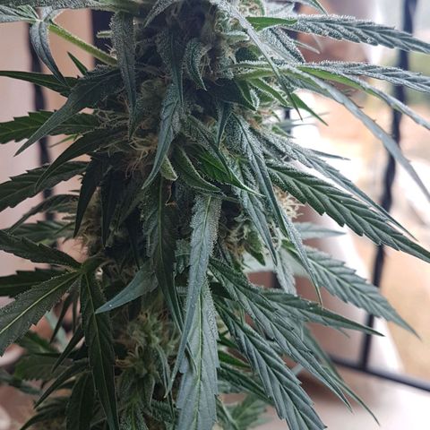 Ymir growlog timeline photo