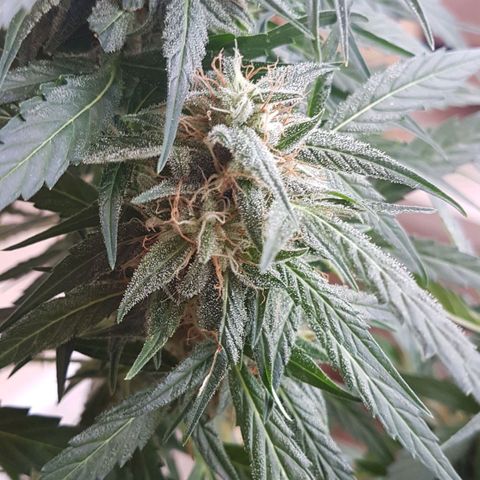 Ymir growlog timeline photo