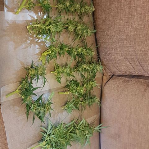 Ymir growlog timeline photo