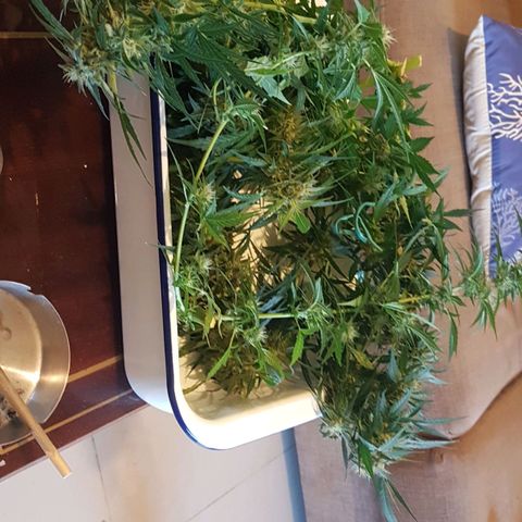 Ymir growlog timeline photo