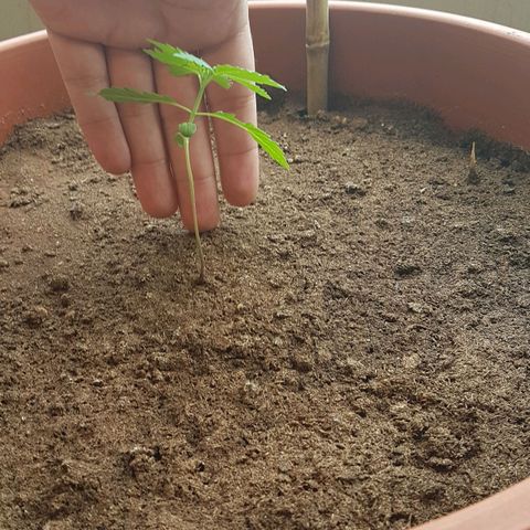 Tiny Tempa growlog timeline photo