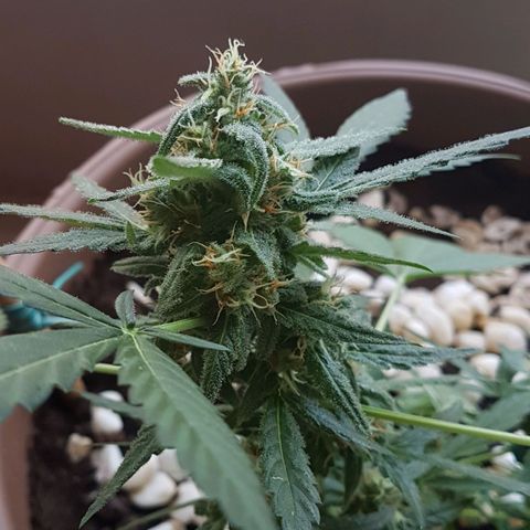 Beirut growlog timeline photo