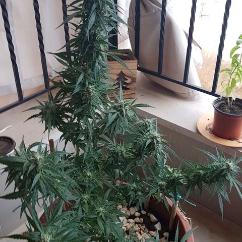 Ymir growlog timeline photo