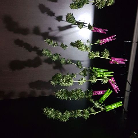 Ymir growlog timeline photo