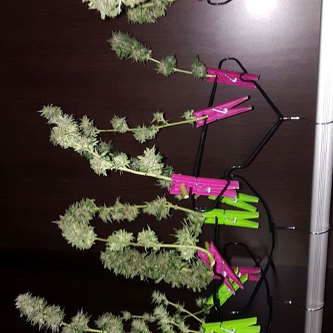 Ymir growlog timeline photo