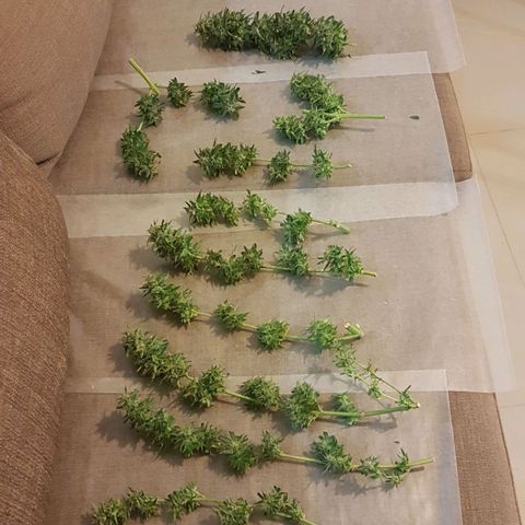 Ymir growlog timeline photo