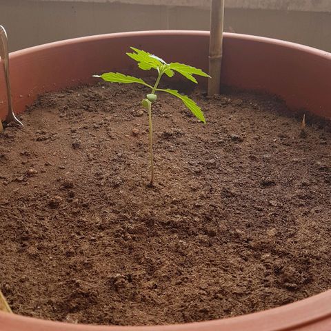 Tiny Tempa growlog timeline photo
