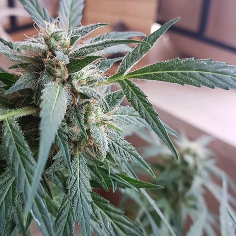 Ymir growlog timeline photo