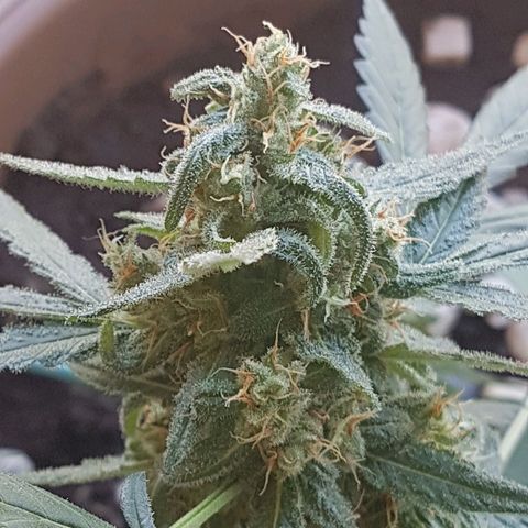 Beirut growlog timeline photo