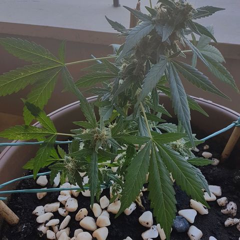 Beirut growlog timeline photo