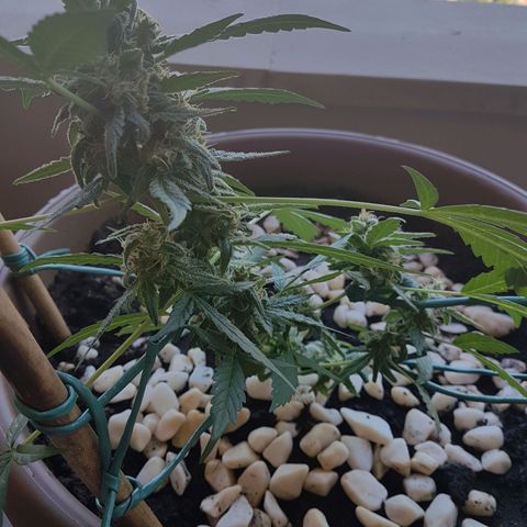 Beirut growlog timeline photo