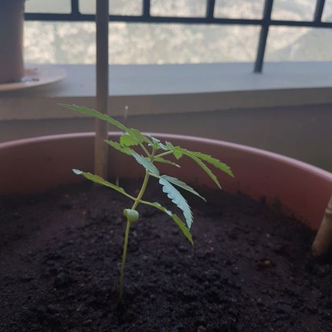Tiny Tempa growlog timeline photo