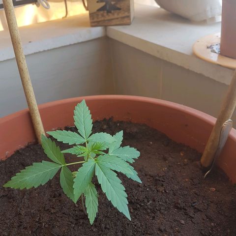 Tiny Tempa growlog timeline photo