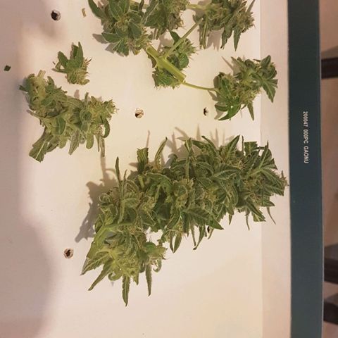 Beirut growlog timeline photo