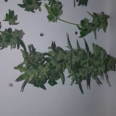 Beirut growlog timeline photo
