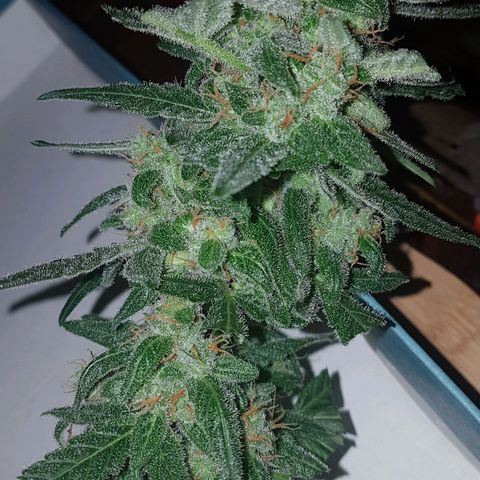 Beirut growlog timeline photo