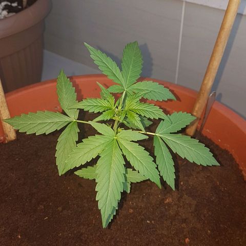 Tiny Tempa growlog timeline photo