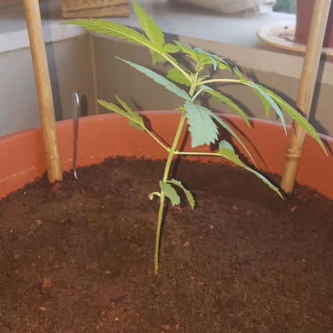 Tiny Tempa growlog timeline photo