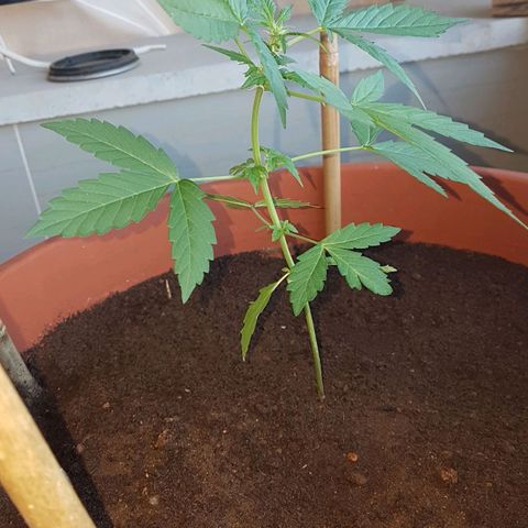 Tiny Tempa growlog timeline photo