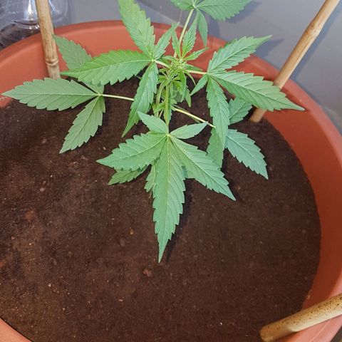 Tiny Tempa growlog timeline photo
