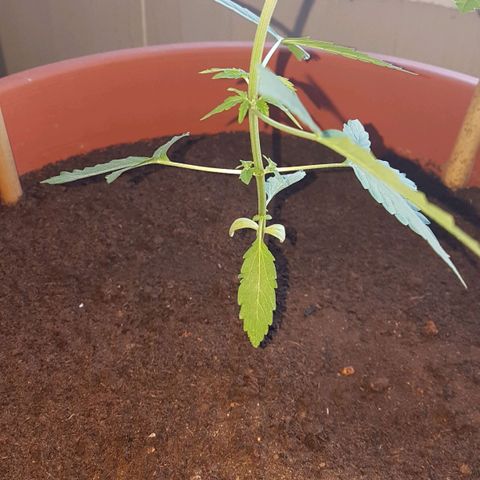 Tiny Tempa growlog timeline photo