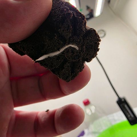 Planet of the Grapes RBX growlog photo: Fast little fucker! Guess the taproot was there yesterday I just didn't think to check so soon.

I sprayed the taproot incase it was dry then poked a hole in the centre of the eazy block and straightened the taproot out to drop it in. 