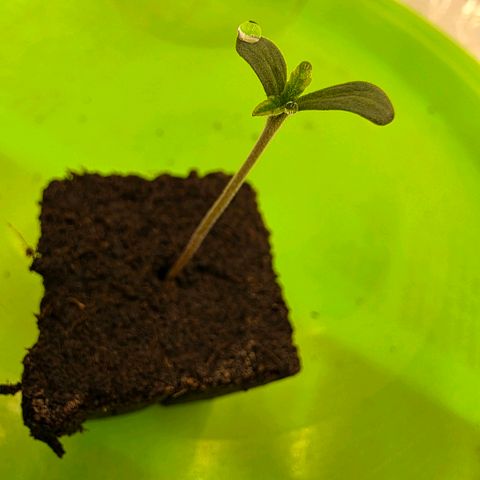 Planet of the Grapes RBX growlog photo: Fast little fucker! Guess the taproot was there yesterday I just didn't think to check so soon.

I sprayed the taproot incase it was dry then poked a hole in the centre of the eazy block and straightened the taproot out to drop it in. 