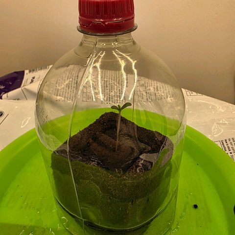 Planet of the Grapes RBX growlog photo: Fast little fucker! Guess the taproot was there yesterday I just didn't think to check so soon.

I sprayed the taproot incase it was dry then poked a hole in the centre of the eazy block and straightened the taproot out to drop it in. 