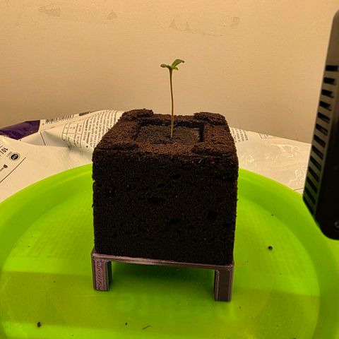 Planet of the Grapes RBX growlog photo: Designed and printed a small base to start air pruning for the eazy block. 