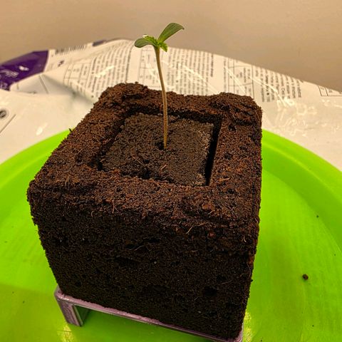 Planet of the Grapes RBX growlog photo: Designed and printed a small base to start air pruning for the eazy block. 
