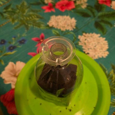 Planet of the Grapes RBX growlog photo: Took the red cap off and put a transparent hat on the bottle, I'll definitely be getting a heated propagator next run 