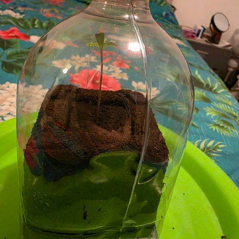 Planet of the Grapes RBX growlog photo: Took the red cap off and put a transparent hat on the bottle, I'll definitely be getting a heated propagator next run 