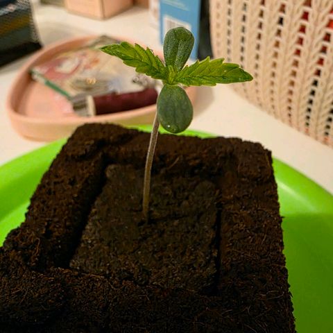 Planet of the Grapes RBX growlog photo: The empty 2l bottle half was not ideal and money is too tight to buy a heated propagator when it won't be in there long but I saw the hoover cannister on my old hoover looked perfect and it's alot better 😄

Seedling is looking good very healthy just waiting on roots before the transplant. 