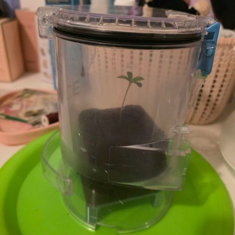 Planet of the Grapes RBX growlog photo: The empty 2l bottle half was not ideal and money is too tight to buy a heated propagator when it won't be in there long but I saw the hoover cannister on my old hoover looked perfect and it's alot better 😄

Seedling is looking good very healthy just waiting on roots before the transplant. 